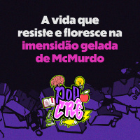 T2E2: A vida que resiste e floresce na imensidão gelada de McMurdo