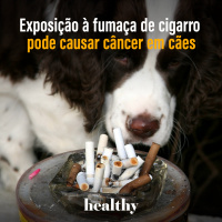 T11E9: Exposição à fumaça de cigarro pode causar câncer em cães