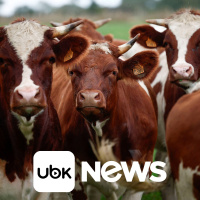 MUNDO - França enfrenta nova onda de surtos de doenças bovinas