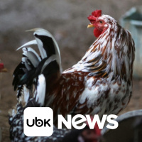 AGRONEGÓCIO - Seara investirá R$415 mi na avicultura do Paraná