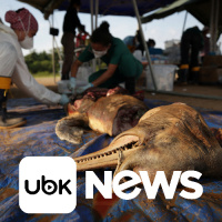BRASIL - Morte em massa de botos da Amazônia é ligada a seca e calor 